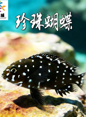 珍珠蝴蝶三湖慈鲷蓝面黑白蝴蝶