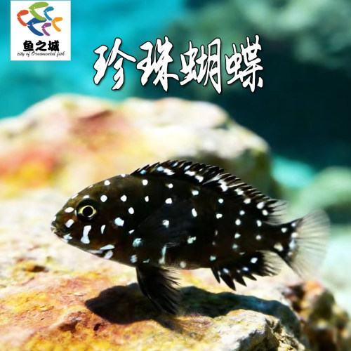 珍珠蝴蝶三湖慈鲷蓝面黑白蝴蝶
