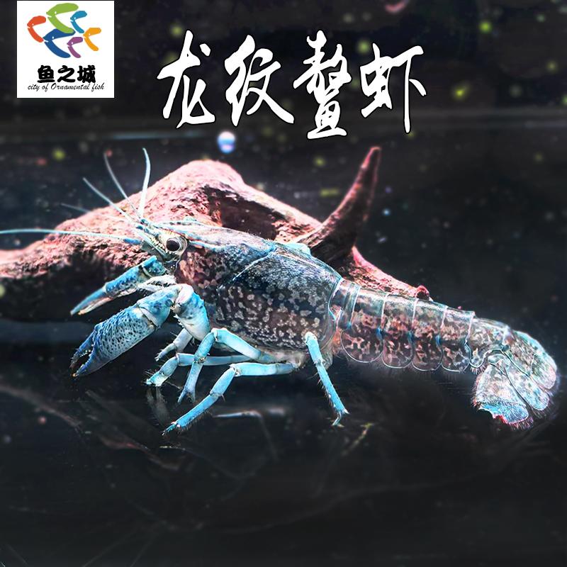 龙纹鳌虾观赏虾淡水孤雌繁殖大型新手鳌虾大理石纹鳌虾单性繁殖