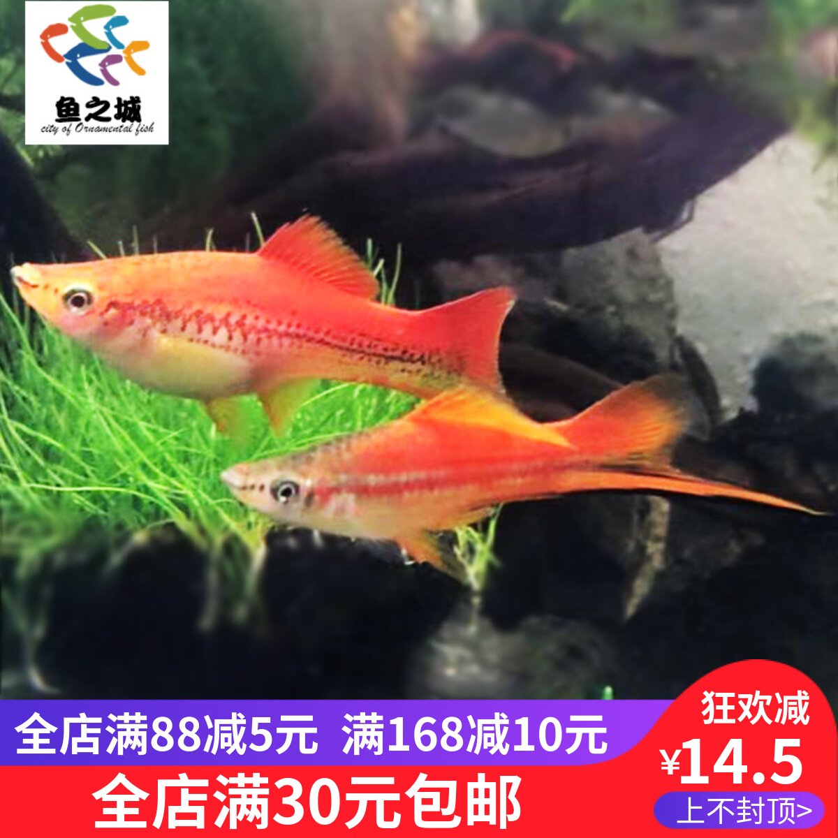 鱼之城苹果剑黑尾剑红剑鸳鸯苹果剑三色剑尾鱼胎生鱼热带观赏鱼