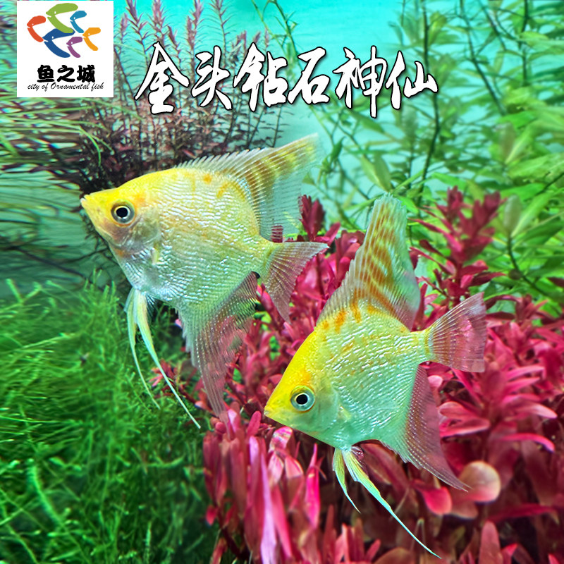 金头钻石神仙鱼金仙观赏鱼新手鱼热带淡水鱼米奇灯鱼玛丽天使鱼