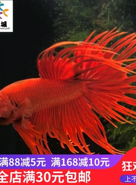 斗鱼斗鱼活体红色狮王斗鱼活体狮王红色斗鱼活体斗鱼活体生态瓶