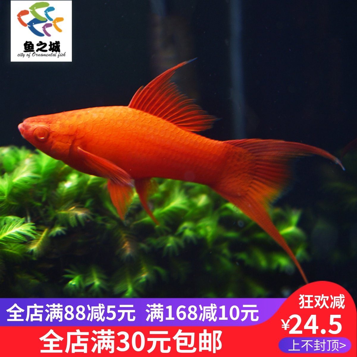 鱼之城燕尾红剑燕尾红鸳鸯红剑双剑鱼大背双尾高鳍红箭玛丽胎生鱼