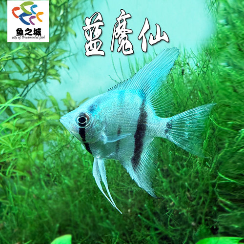 蓝魔仙神仙鱼热带淡水鱼群游