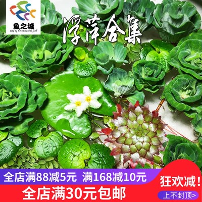 浮萍水草养鱼养龟植物净化水质