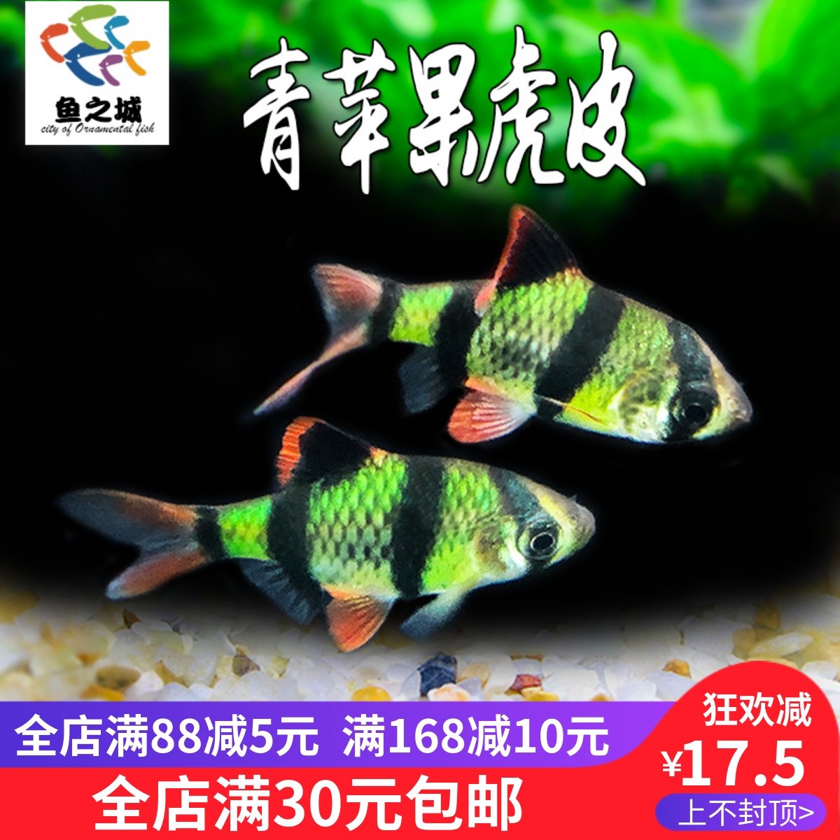 虎皮鱼青苹果虎皮鱼绿荧光四间虎皮翡翠绿虎皮新手耐养热带观赏鱼