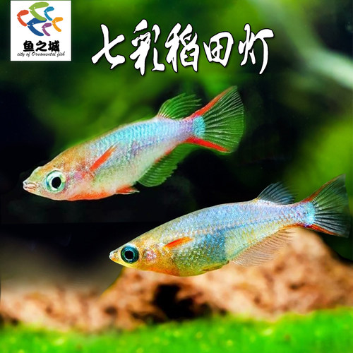 七彩稻田灯鱼霓虹灯鱼新手热带淡水鱼观赏鱼红绿灯群游鱼米奇玛丽
