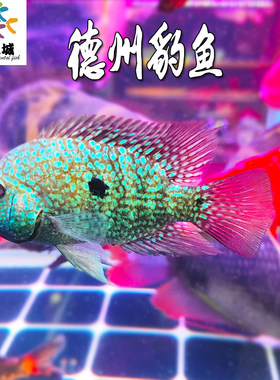德州豹鱼中大型南美慈鲷鱼淡水