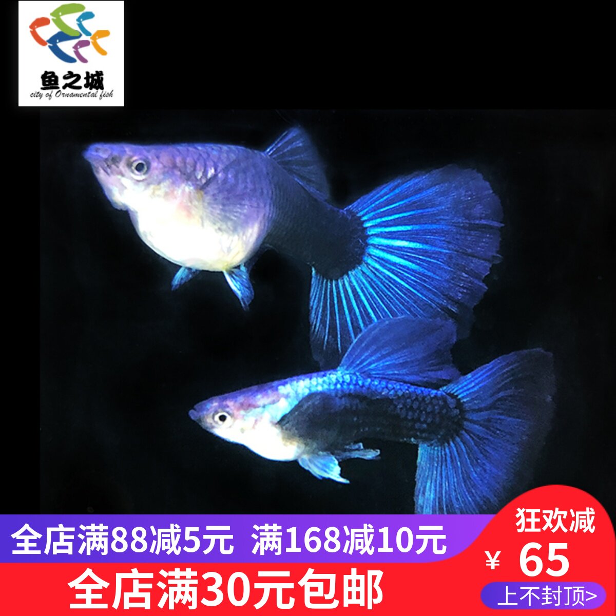 鱼之城 蓝礼服孔雀鱼蓝色孔雀鱼闪电蓝缎带蓝礼服孔雀热带鱼活体