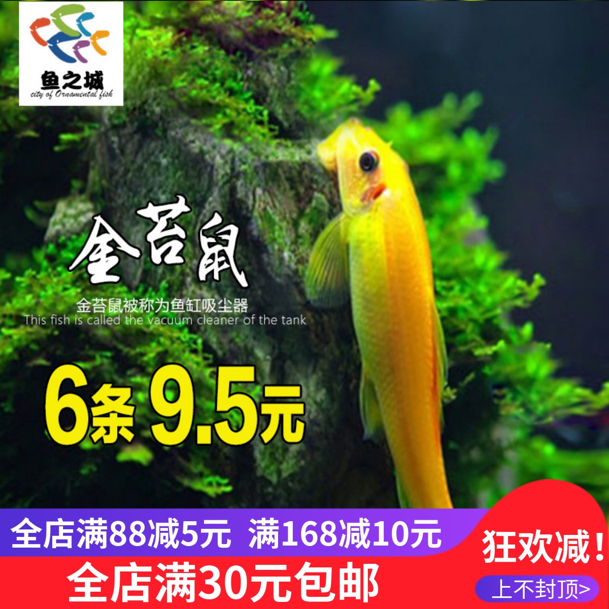 除藻鼠鱼底栖活体清道夫