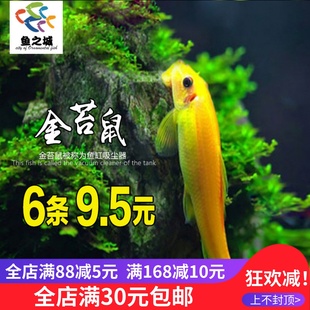 鱼之城 金苔鼠 除藻清缸工具鱼吃青金台鼠鱼清洁底栖活体清道夫