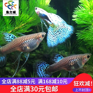 孔雀鱼 孔雀鱼活体缎带蓝草尾缎带兰草尾孔雀鱼活体热带观赏鱼