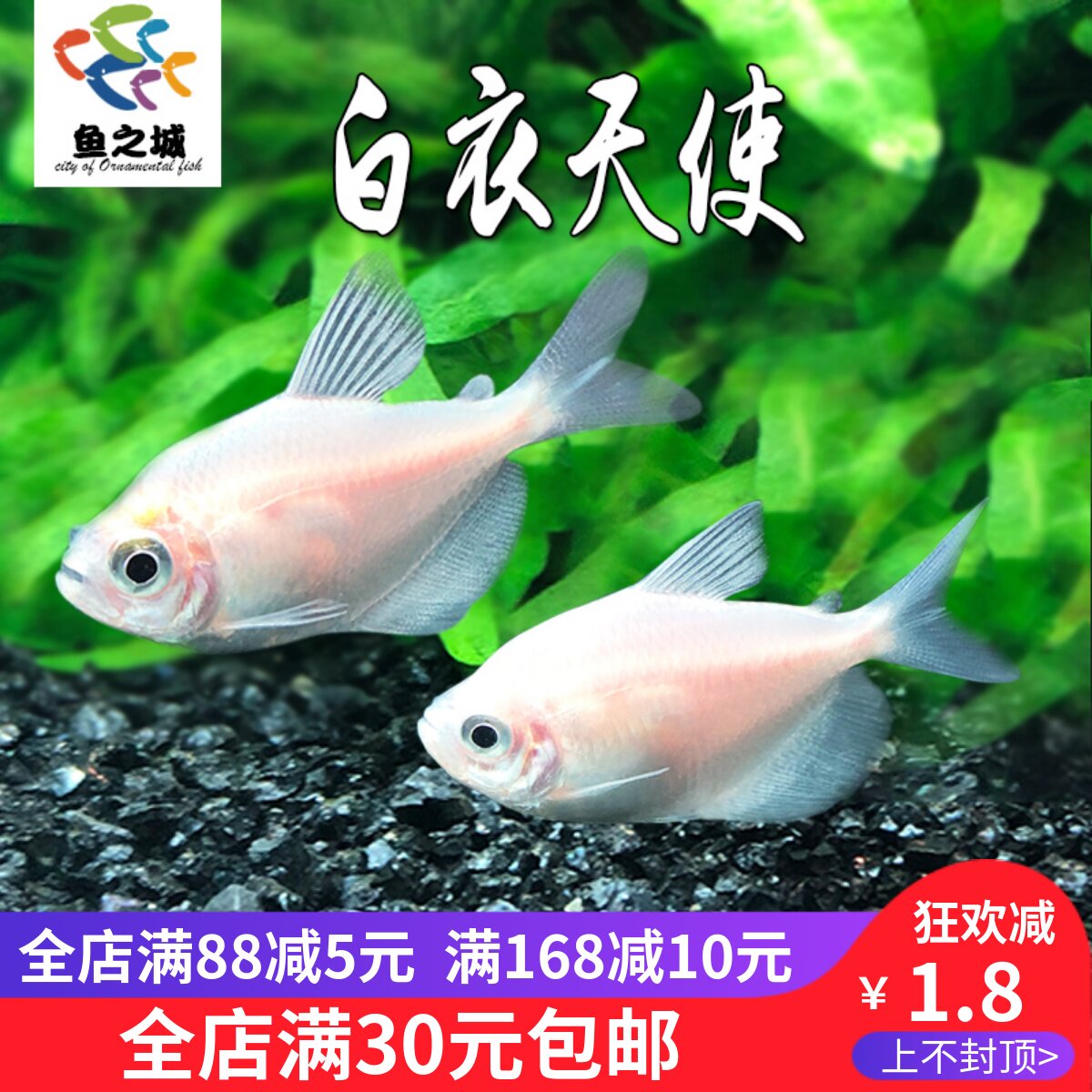 白衣天使五彩裙鱼活体好养观赏鱼虎皮鱼天使仙热带鱼练手鱼缸群游