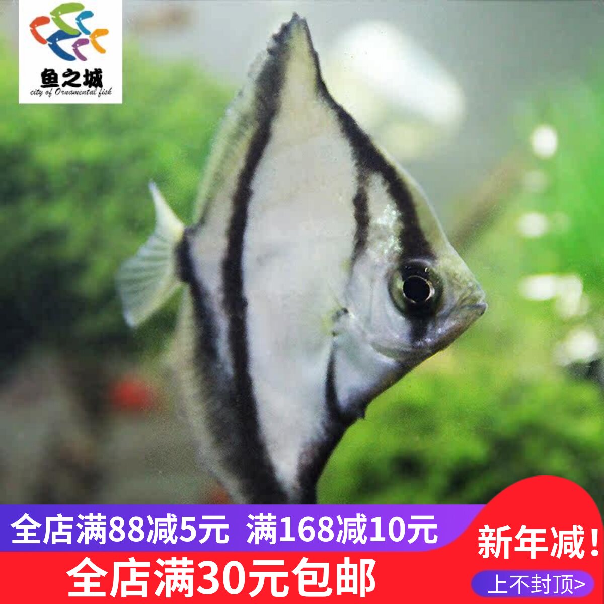 鱼之城 黑蝙蝠鲳鱼神仙鱼活体观赏鱼黄鳍鲳金鲳黑带大眼鲳淡水鱼