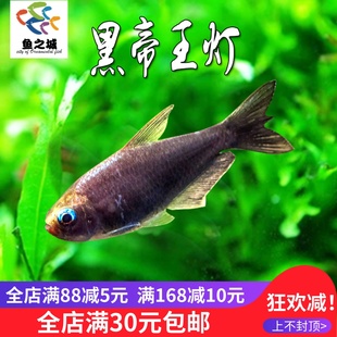 黑帝王灯鱼热带鱼包活黑莲灯红绿灯帝王灯淡水鱼灯科新手好养