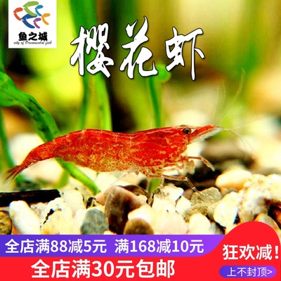 极火虾玫瑰虾樱桃虾观赏虾