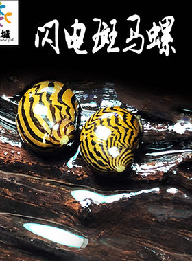 闪电斑马螺除藻螺清洁鱼缸