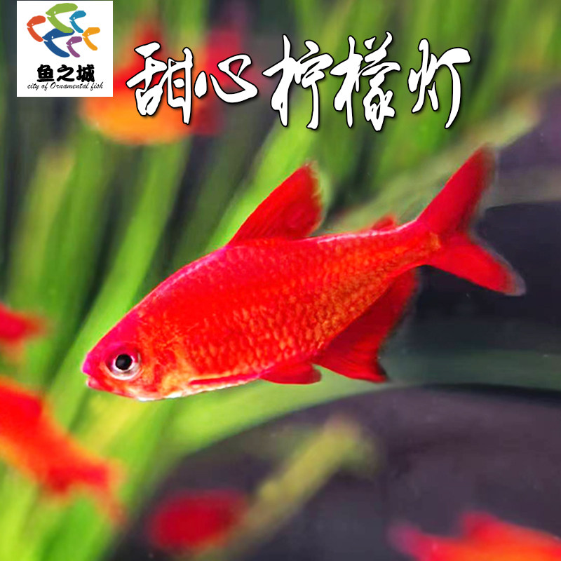 甜心柠檬灯鱼观赏鱼淡水稀有热带鱼草缸群游鱼孔雀鱼黑尾大勾斑马