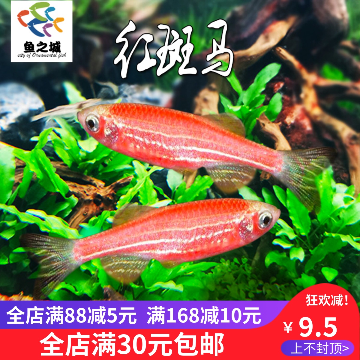 红斑马热带鱼观赏鱼活体淡水好养孔雀鱼天使鱼红绿灯新手闯缸鱼