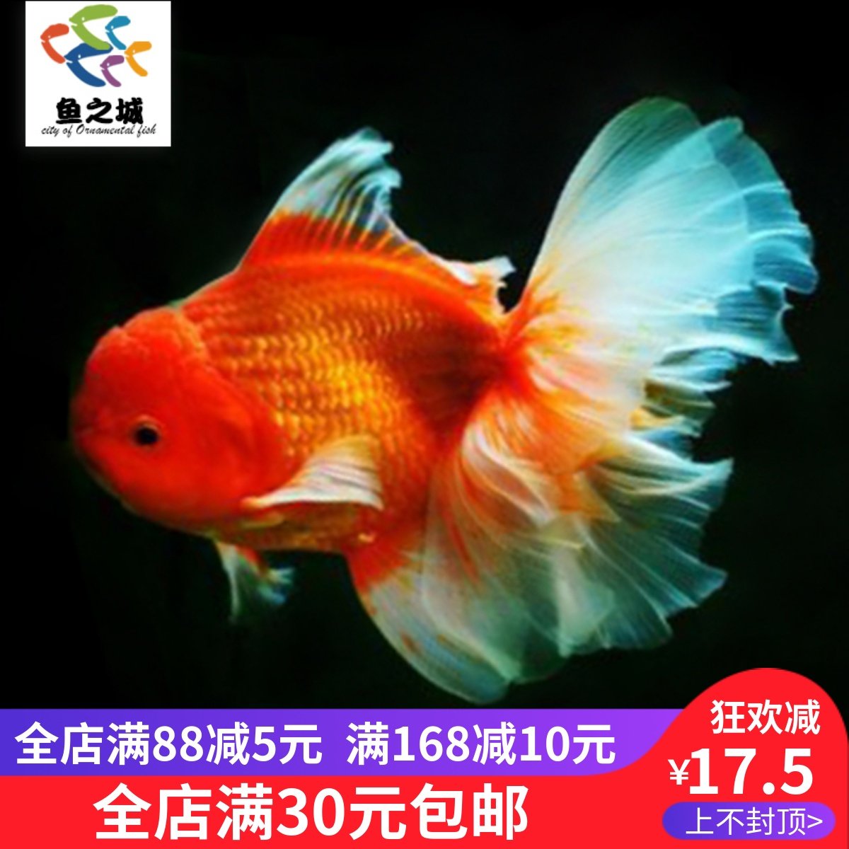 鱼之城泰狮金鱼泰国狮头红狮红白狮头冷水鱼缸大型金鱼观赏鱼活体