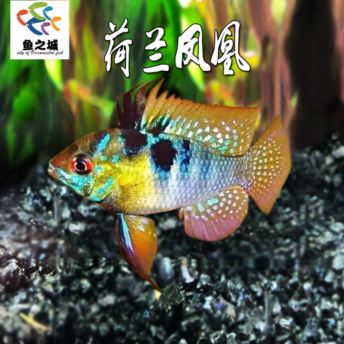 鱼之城荷兰凤凰热带鱼五彩斑斓