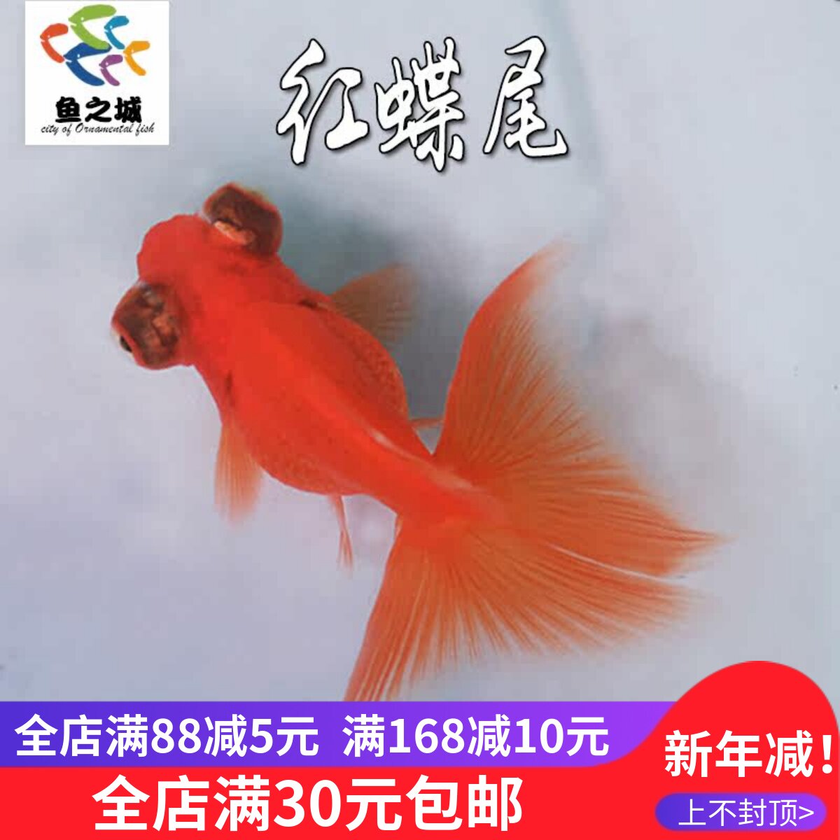 红碟尾金鱼不加温冷水淡水观赏鱼活体金鱼好养耐活兰寿锦鲤活鱼