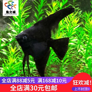 七彩神仙鱼 黑神仙墨仙燕鱼苗热带观赏鱼熊猫云石黑白活体观赏鱼