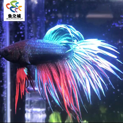 斗鱼斗鱼活体花色狮王斗鱼活体狮王花色斗鱼活体斗鱼活体生态瓶