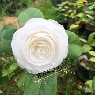 【杰作】茶花苗 花白色 巨型花 花卉盆栽 茶花两年苗