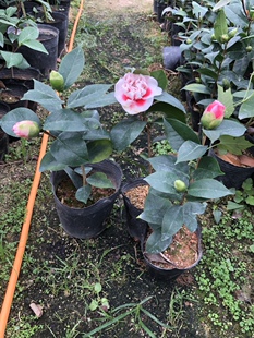 龙火珠茶花苗花卉盆栽观花植物稀有茶花品种福建产地直销包邮