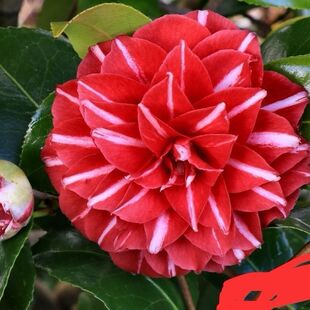 稀有法国品种茶花帕克雷欧扦插苗阳台庭院盆栽对版基地直销包邮