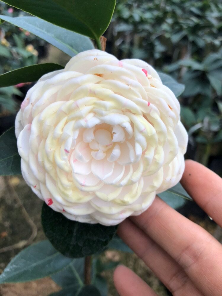 福建茶花彩槟榔多色复色茶花苗精品阳台庭院花卉盆栽热卖包邮