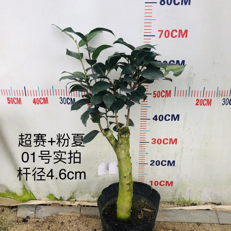 嫁接四季茶花苗花卉盆栽葛蕾丝乔依龙火珠斑水屋吉普赛女郎