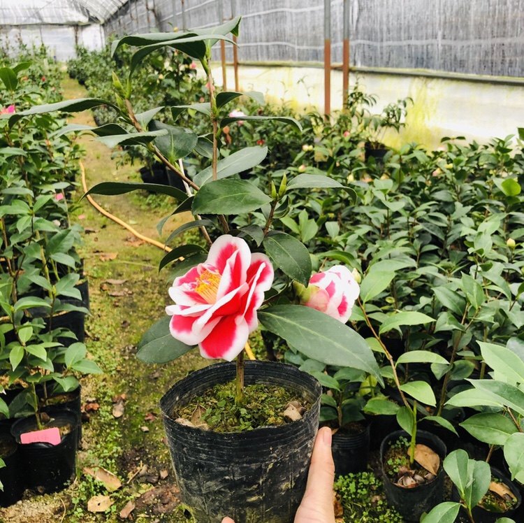 友之浦茶花又名太阳珍贵名贵新品阳台绿植花卉盆栽,鲜花速递/花卉仿真/绿植园艺,时令草本花卉,淘宝优惠券,粉丝福利购,淘宝优惠卷