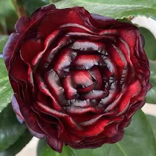 青叶黑贝拉茶花品种原生小苗名贵花卉栽培庭院阳台稀有好养桌摆