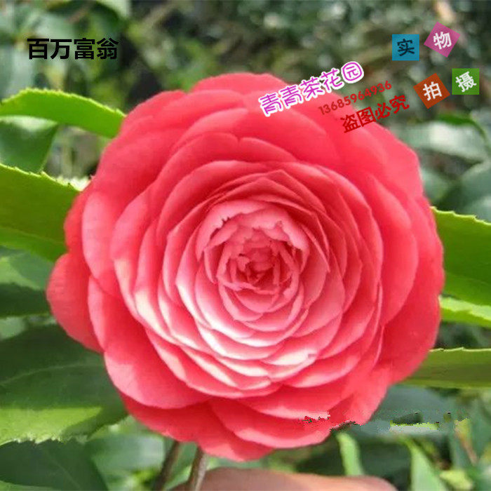 茶花苗百万富翁彩色苗木花叶共赏茶花带花苞阳台花卉盆栽热卖包邮