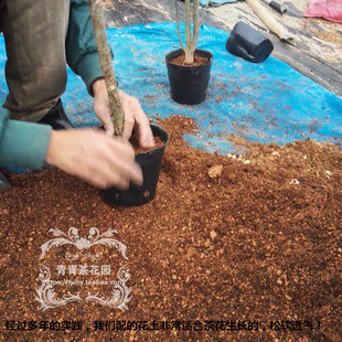 茶花专用土营养土植物花卉月季等植物均可用有机肥包邮