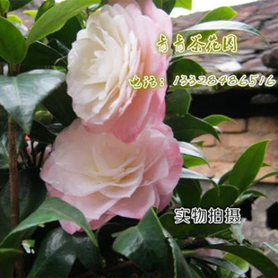 梦三十茶花 稀有精品茶花苗 盆栽花卉 品种保证 掌柜推荐