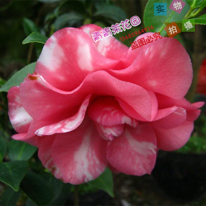 斑阿波罗茶花苗 花卉绿植盆栽稀有品种产地直销热销包邮