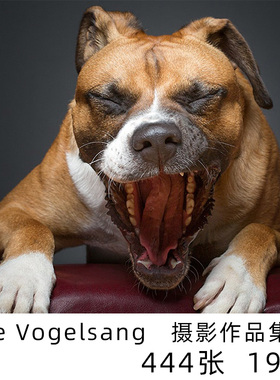 Elke Vogelsang 动物肖像摄影集 大师动物狗狗摄影图片素材