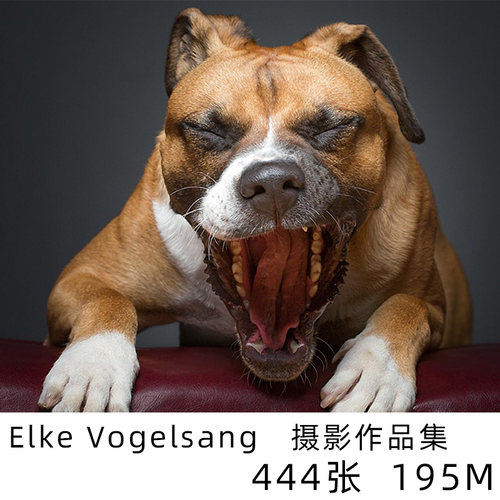 Elke Vogelsang 动物肖像摄影集 大师动物狗狗摄影图片素材