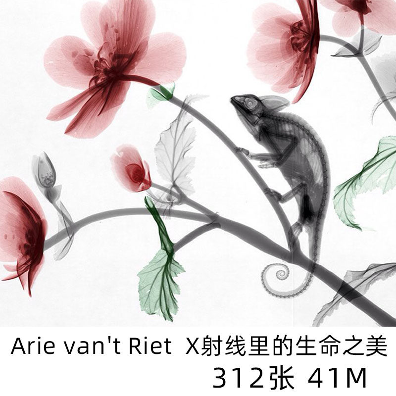 Arie van't Riet X射线里的生命之美数码摄影大师学习参考素材高性价比高么？