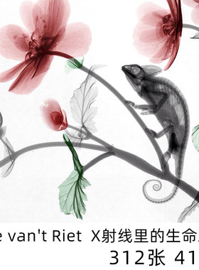 Arie van't Riet X射线里的生命之美数码摄影大师学习参考素材