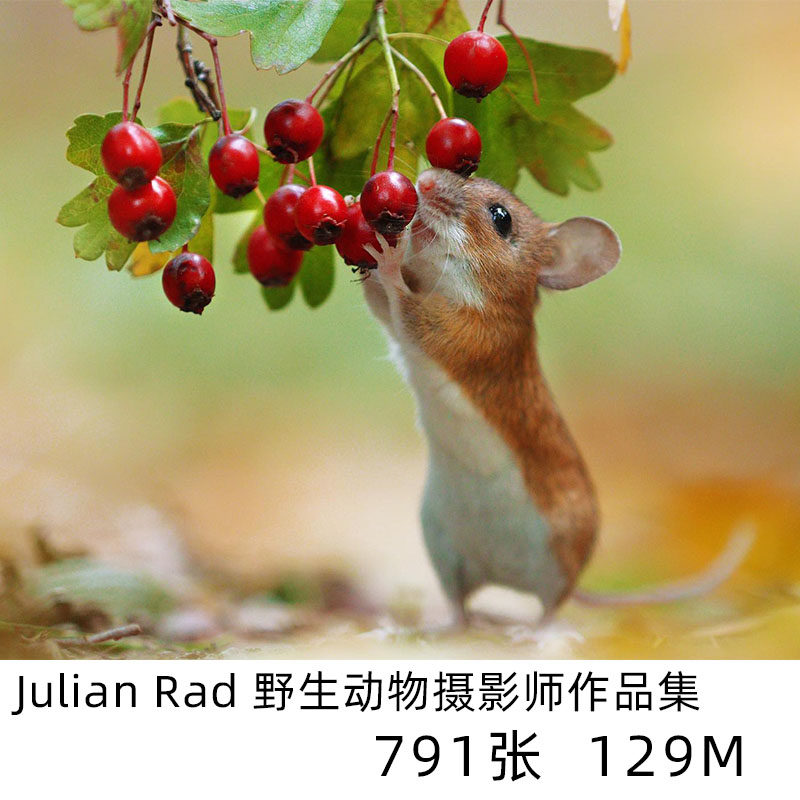 julian rad 野生动物摄影师作品集电子版人文纪实素材资料