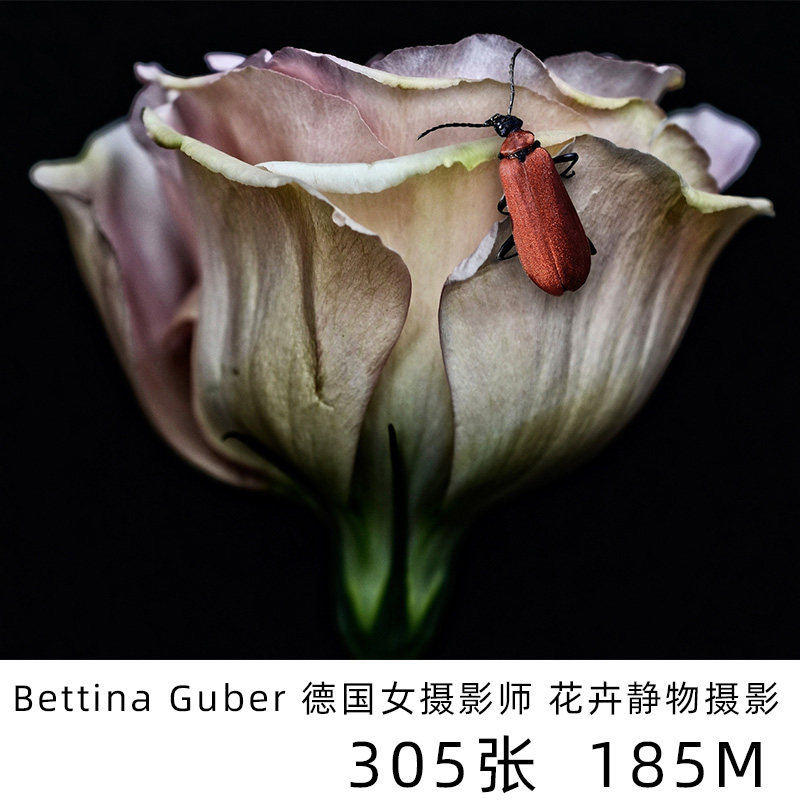 bettina guber 德国摄影师花朵的系列静物摄影作品集参考学习素材
