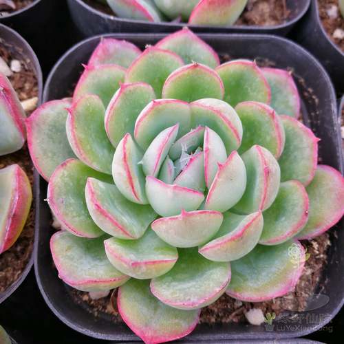 粉月影多肉销量排行榜 粉月影多肉品牌热度排名 小麦优选