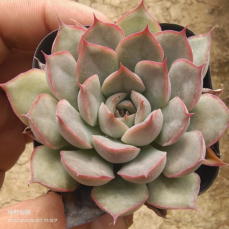 粉红女郎绿野仙踪多肉植物春季秋季冬季阳台庭院家庭办公园艺绿植