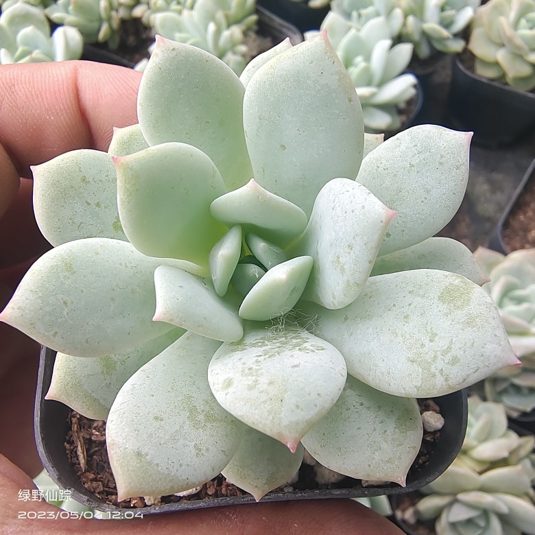 静雪多肉植物绿野仙踪春季秋季冬季阳台庭院家庭办公绿植杂交新品