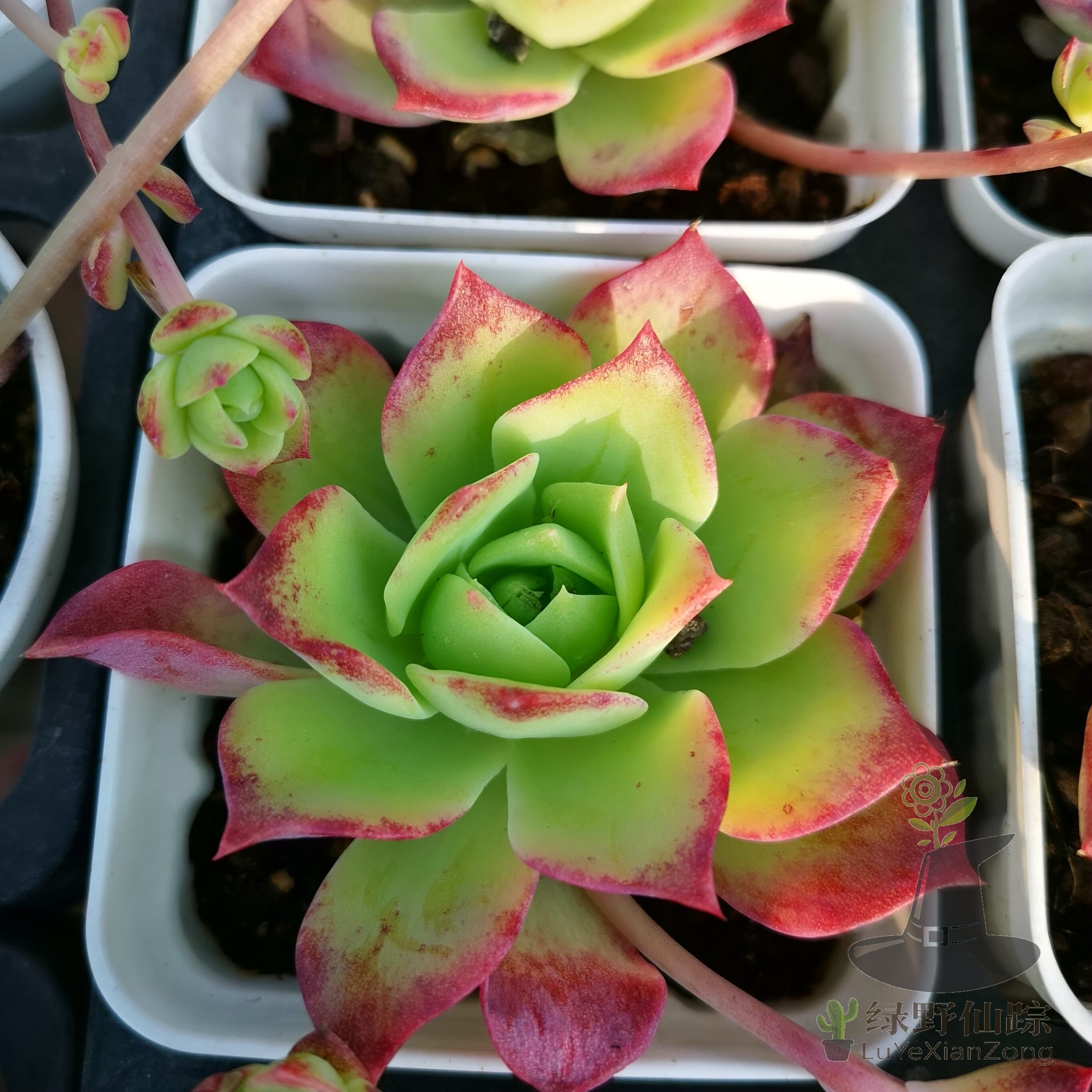 翡翠塔绿野仙踪多肉植物秋季冬季阳台庭院对版绿植清新