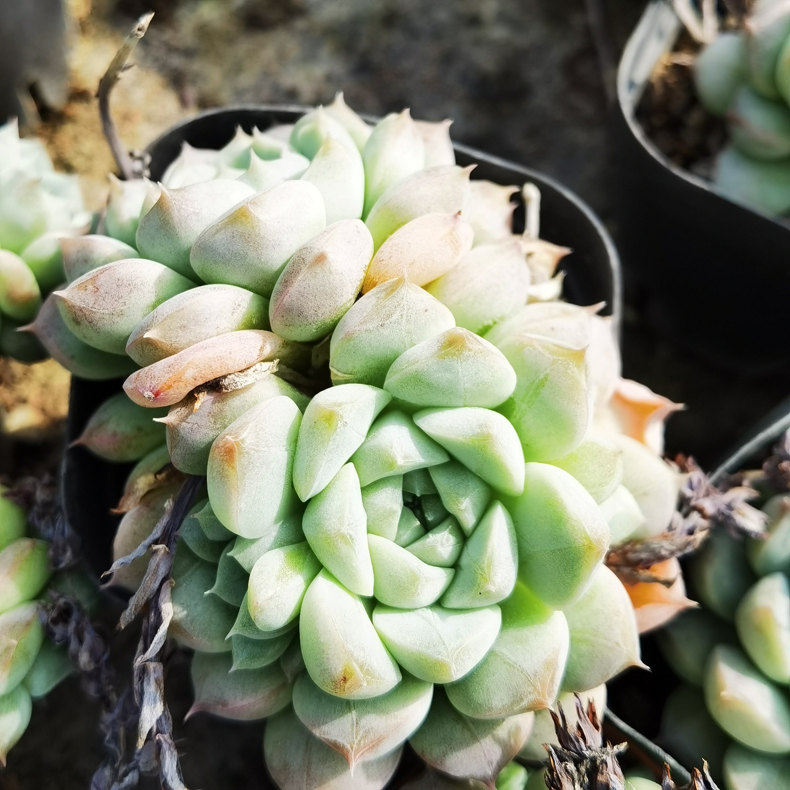 阿尔巴美妮绿野仙踪多肉植物秋季阳台庭院家庭办公园艺清新绿植